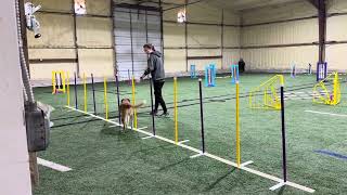 Sasha AKC jumpers with weaves Open Preferred (NQ, 4/27/25)