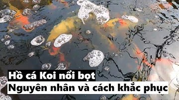 Nguyên nhân hồ cá Koi nổi bọt là gì? Cách xử lý hồ cá Koi nổi bọt