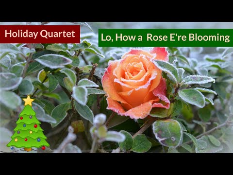 Lo, How A Rose E&#039;re Blooming - Christmas Native American Flute Quartet