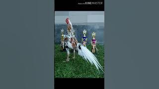 AYAM BERHARGA PULUHAN RIBU. KENALI BAKA AYAM RATU.