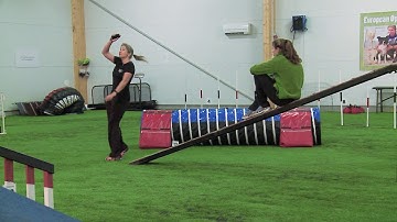 A Front Row Seat In A OneMind Dogs Seminar - A New Video Series!