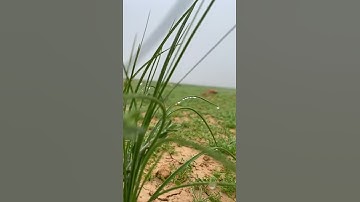 سورة النجم الاية من (24-26) ( أم للإنسان ما تمنى فلله الآخرة والأولى )