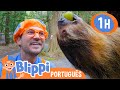 Blippi Visita um Parque Selvagem! | Blippi em Português | Vídeos Educativos para Crianças