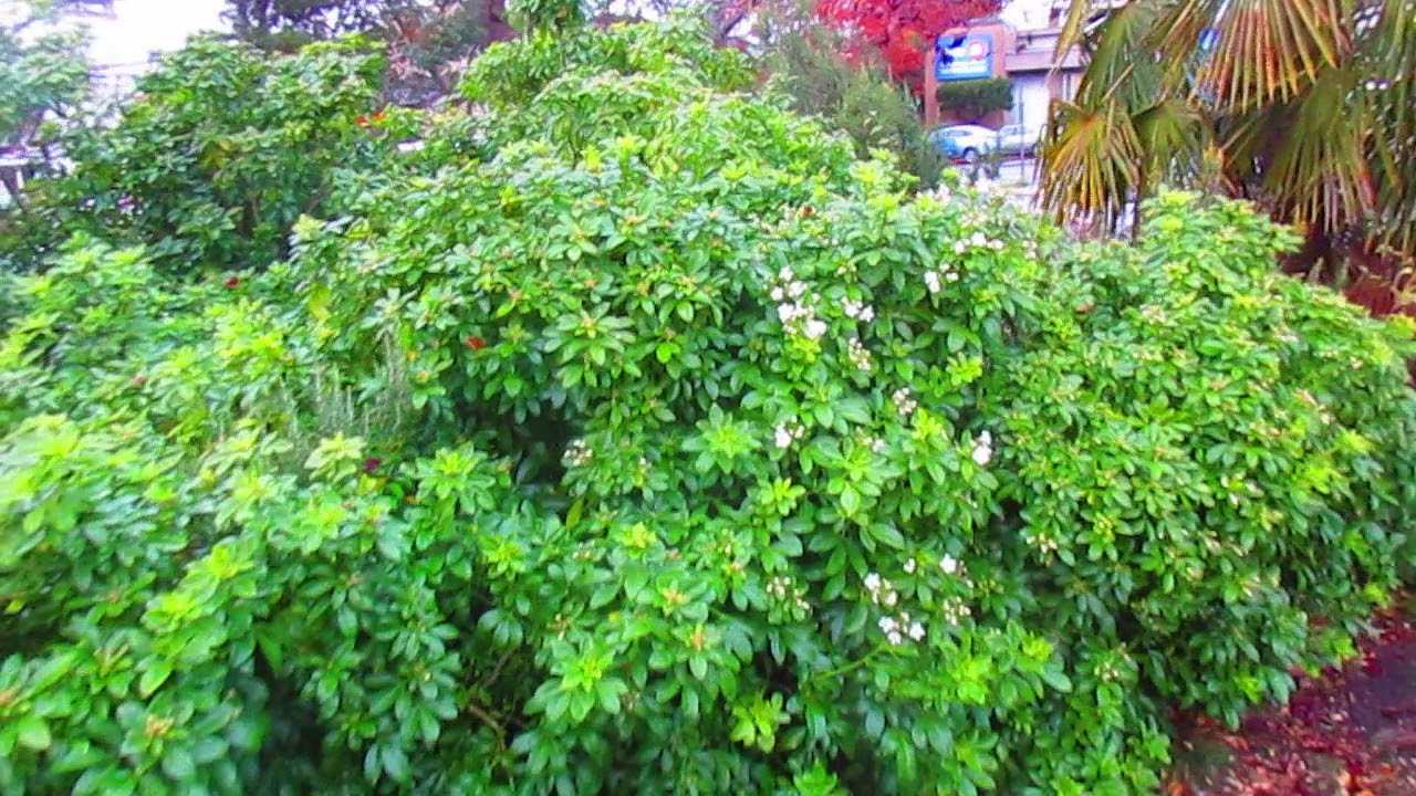 Mexican Orange Autumn Flowering Fragrant Shrub 