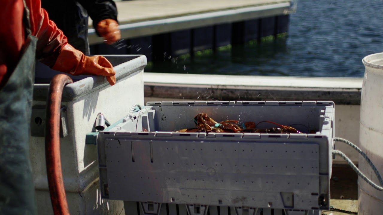 Fisherman grading lobster