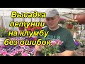 Как правильно высадить петунию на клумбу (наш опыт).