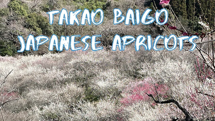 [Vlog] Takao Baigo with Japanese Apricots | Tokyo Sightseeing, Japan