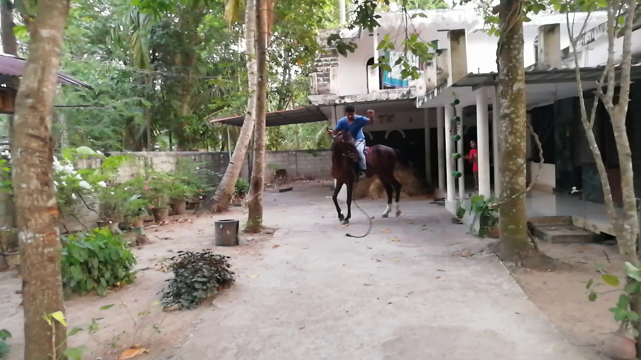 kairali stud farm(2) YouTube