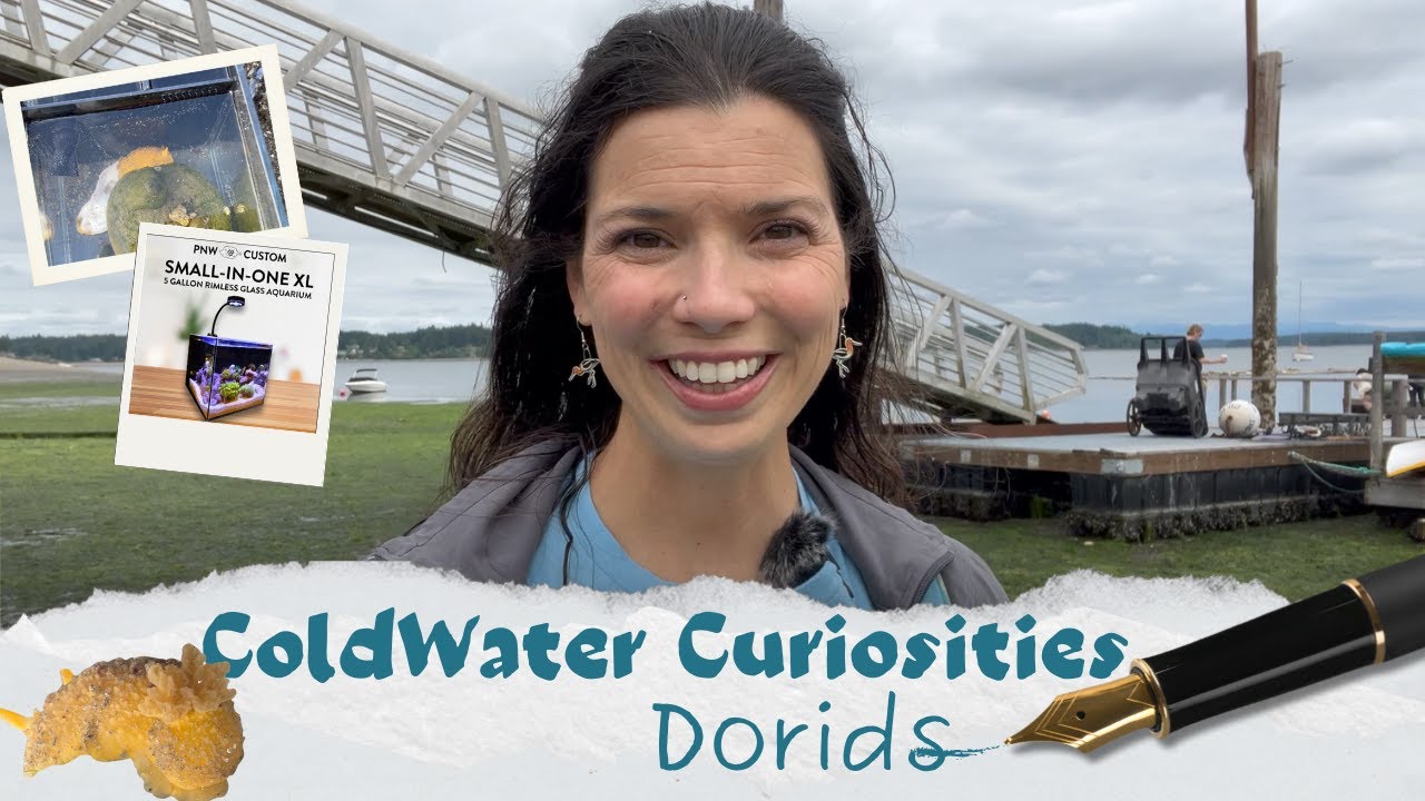 Coldwater Curiosities 04 Dorids