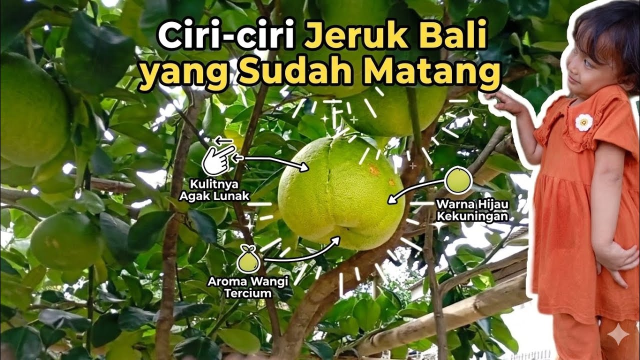 📌 AWAS JANGAN SAMPE SALAH‼️SEPERTI  INI CIRI-CIRI JERUK BALI YANG SUDAH MATANG 👍