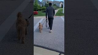 Teach your dog to be calm when passing other dogs on a walk