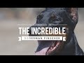 THE INCREDIBLE EUROPEAN DOBERMAN PINSCHERS