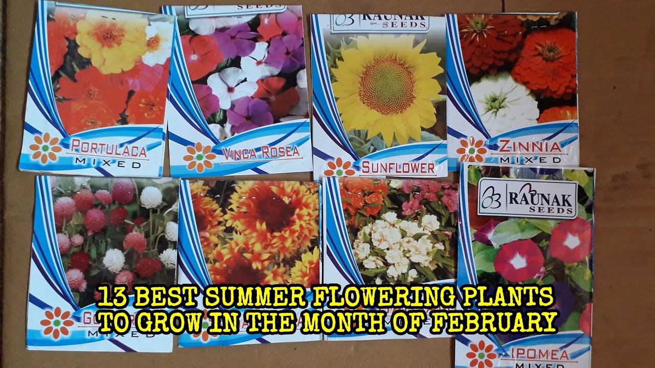 13 BEST SELECTED SUMMER FLOWERS TO GROW IN FEBRUARY MONTH YouTube