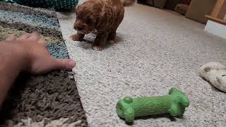 Abby  Cute Cavapoo puppy. #cavapoopuppy