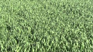Wheat farms - Saudi Arabia برنامج تسميد القمح السعودي