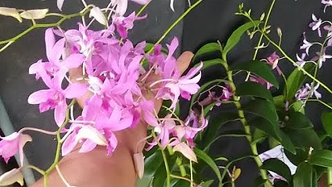 Dendrobium Jacquelyn Thomas Wangi Banget Wa 085888...