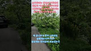 감꽃이 피기 전에 감나무(강화장준)소독 팁