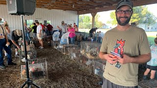 Animal Auction Day!!! Fancy Pigeons, Rabbits, Ducks, Goats and More!!!