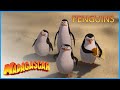 DreamWorks Madagascar | 💪  Penguins Take Control 💪  | Madagascar Movie Clip | Video For Kids