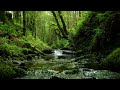 Calming forest sounds bubbling stream and relaxing birdsong for sleep and stress relief