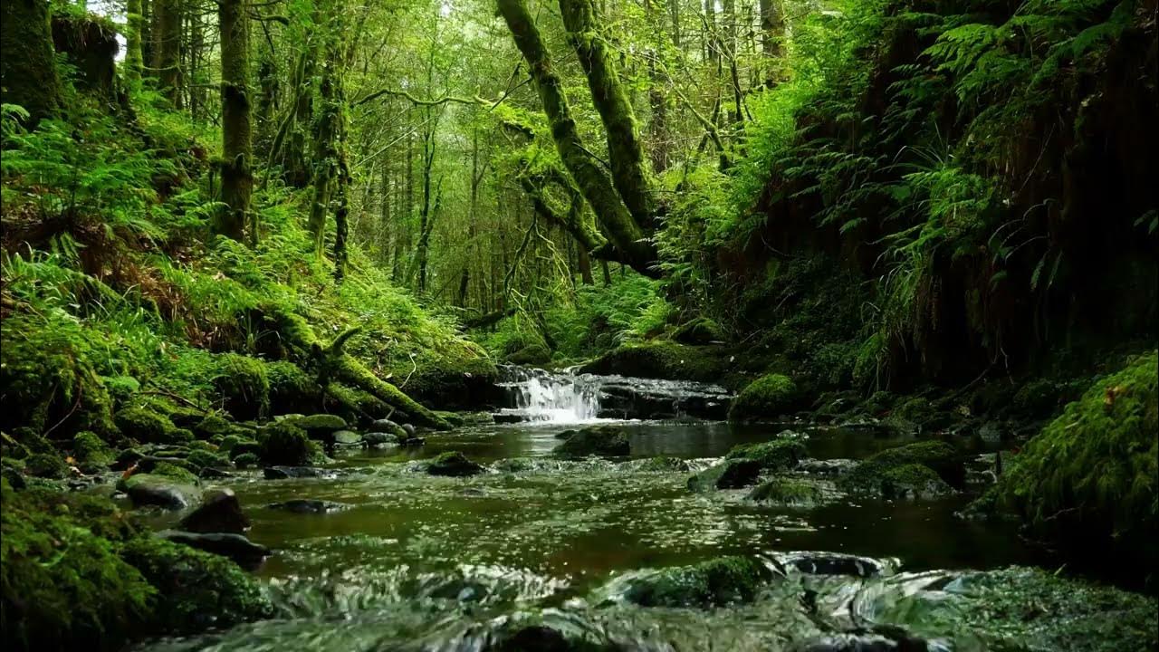 CALMING FOREST SOUNDS, BABBLING STREAM AND RELAXING BIRDSONG FOR SLEEP AND STRESS RELIEF CALMING FOREST SOUNDS, BABBLING STREAM AND RELAXING BIRDSONG FOR SLEEP AND STRESS RELIEF