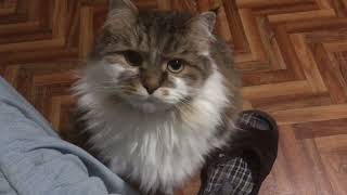 Сибирский кот Потап. Не выспался
