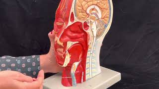 Dr. Benaduce: Respiratory System (half head model)