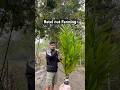 Betel nut farming Plants available 9365769052