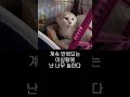 (길고양이구조)사람이 두려운 길고양이#shorts