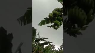 Pohon Ajaib di kebun warga #shorts #shortsvideo