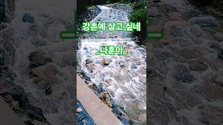 나훈아_강촌에 살고 싶네 #쇼츠 #가황 #나훈아 #가황나훈아 #시니어채널