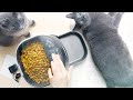 Leaving My Russian Blue Cats With Auto Feeder - Will They Survive? の動画、YouTube動画。