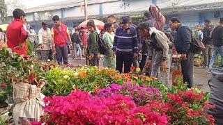 18 February Morning Galiff Street Flower Plants Market Visit | Bougainvillea Rose Garbera Ziniya by Bangla No. 1 3,226 views 2 months ago 3 minutes, 33 seconds
