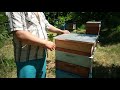 Как спасти пчел от пестицидов