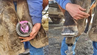 Amazing Recovery - Trimming Foundered Horse Fudge - Laminitis Edition - Hoof Care - Part 2