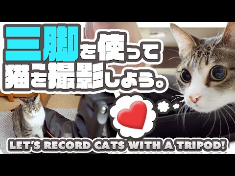 三脚を使って猫を撮影しよう。