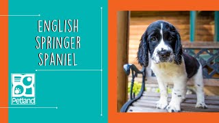 English Springer Spaniel Fun Facts