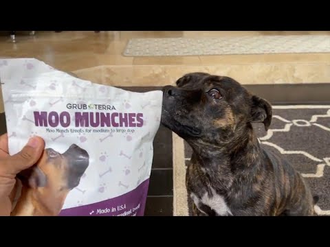 Video: Madingas naujasis šunų gydymas Stafordšyro bulterjeras „Go Nuts“