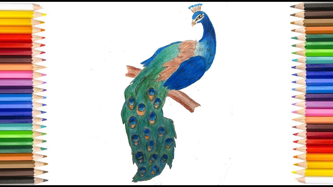 Peacock feathers. Beautiful midnight Drawing by Sofia Goldberg - Fine Art  America