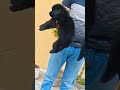 8810623046 Black German Shepherd puppy top quality available strong guard booking open contact now