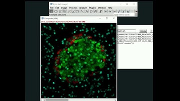 Z-Project Merge and Macros Image J