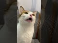 #cat #kitten #cute
