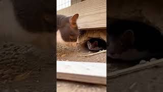 Cat Catches a Weasel Near the Chicken Coop | Real Moment, #cat,#weasel,#chickencoop,#animalvideo