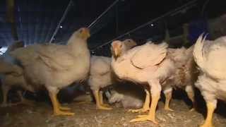 Growing Delaware chickens