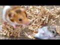 ケージの大掃除で退避中のゴルハムとジャンガリアン