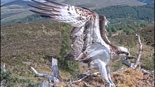 Affric 152 drops in to Loch Arkaig Osprey Nest One after a month's absence 20 May 2024 (zoom)