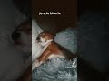 Animals beagles amour chien folie