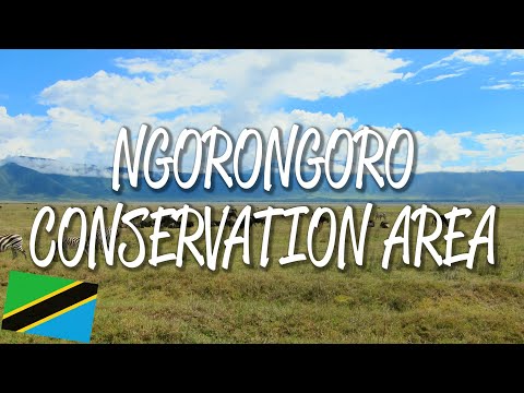 วีดีโอ: พื้นที่อนุรักษ์ Ngorongoro: คู่มือฉบับสมบูรณ์