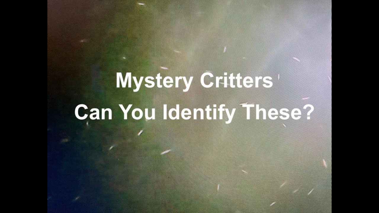 Mystery Critters Can You Identify These - YouTube
