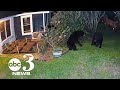 Caught on camera black bears fight in florida mans backyard